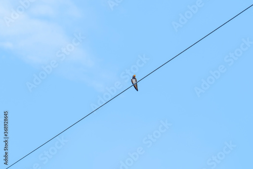 A swallow parked on a telephone pole in summer