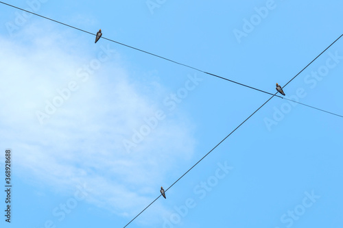 Swallows perched on utility poles in summer
