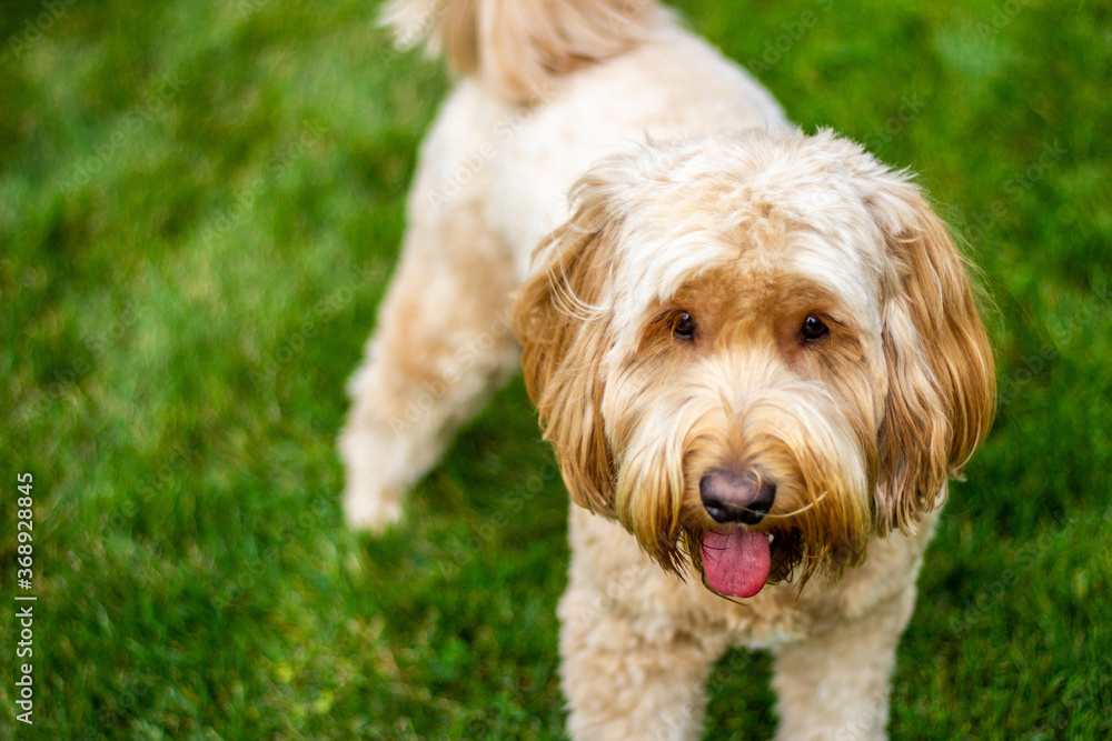 Multigen Goldendoodle