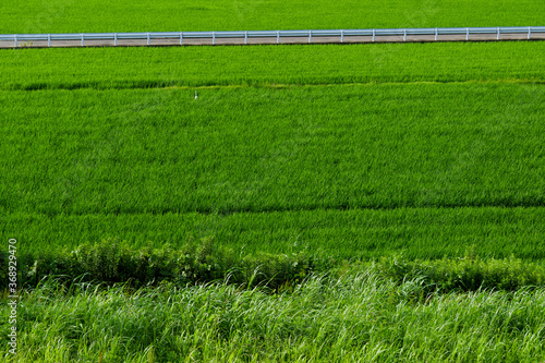 Midsummer in Asia, green fields