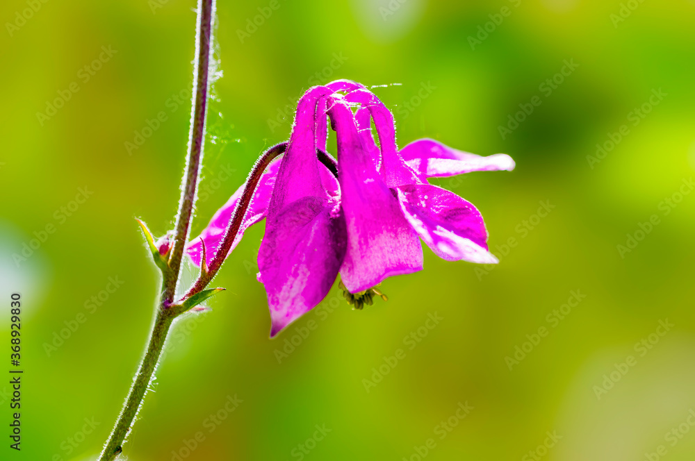 a soft bloom with pink color in the season garden a soft bloom with pink color in the season garden