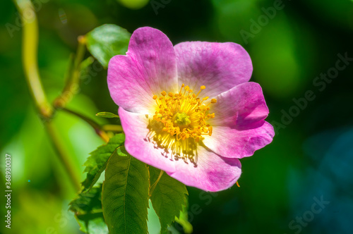 a soft bloom with pink color in the season garden