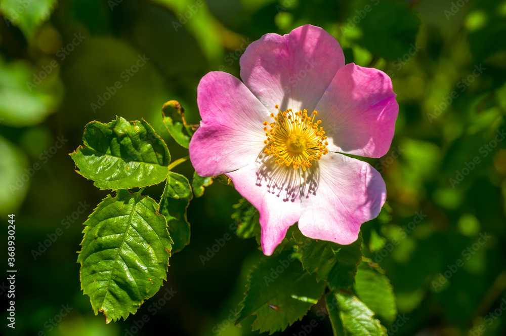a soft bloom with pink color in the season garden a soft bloom with pink color in the season garden