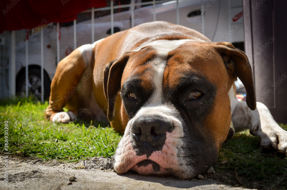 perro boxer echado descansando sobre cesped perro boxer echado descansando sobre cesped