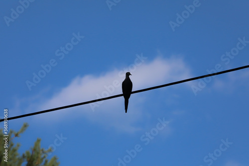 bird on a wire © Krystal