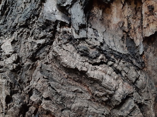 tree bark texture, bark of a tree