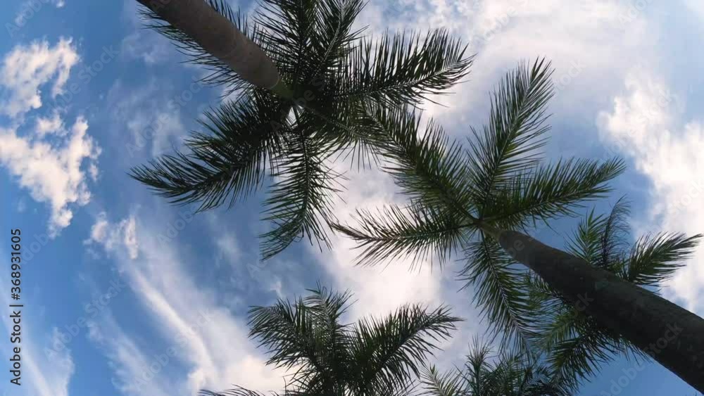 Elevation shots of blue sky, white clouds and towering palm trees Elevation shots of blue sky, white clouds and towering palm trees