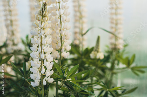 Summer floral blooming soft background. A lot of white lupines in the garden. Closeup plant with blurred background. Blooming lupine flowers. A field of lupines. photo