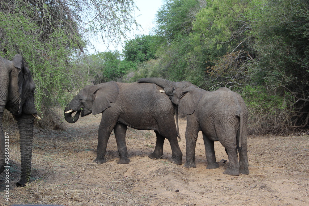 Elephant, Kapama Game Reserve, South Africa.