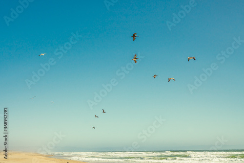 Sunny tropical beach and flock of flying birds with beautiful clear blue sky on background