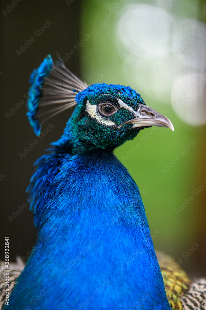 Obraz premium Head shot of a peacock portrait
