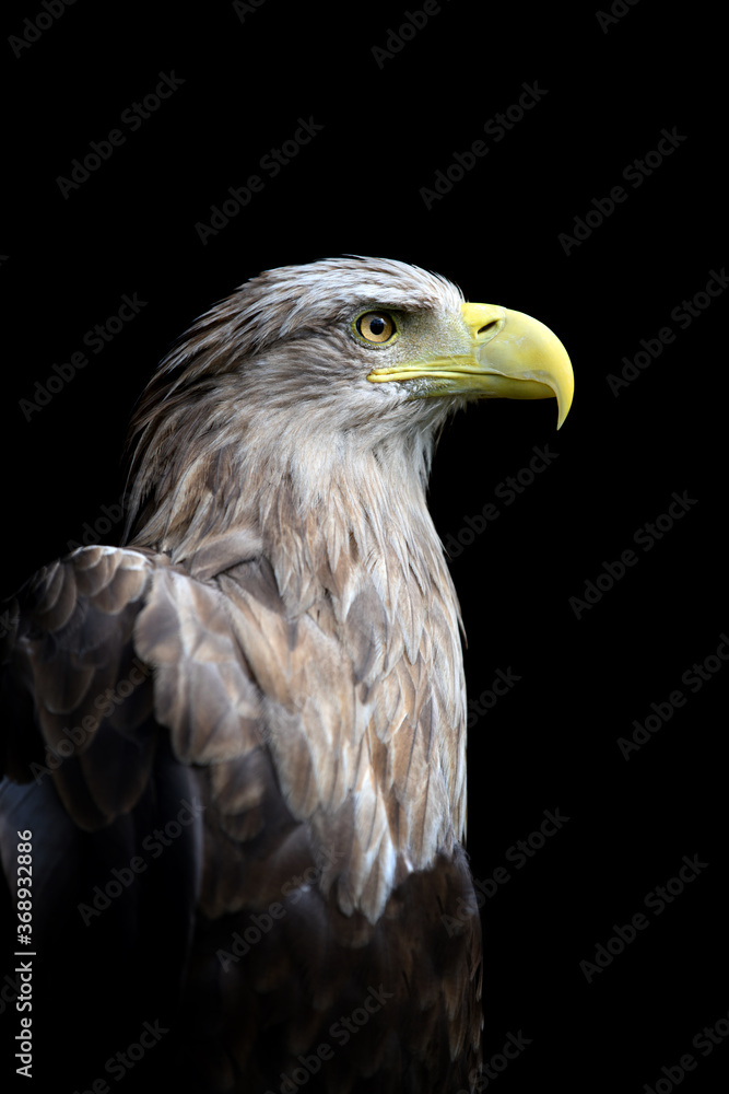 Fototapeta premium White-tailed eagle portrait on black background