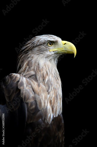 White-tailed eagle portrait on black background