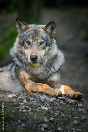 Gray wolf, Canis lupus, in the summer light, in the forest © byrdyak