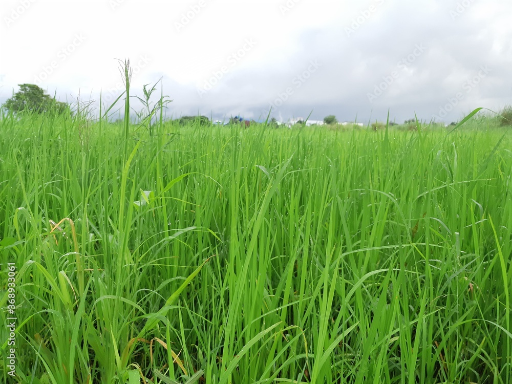 Rice green leaf natural background.