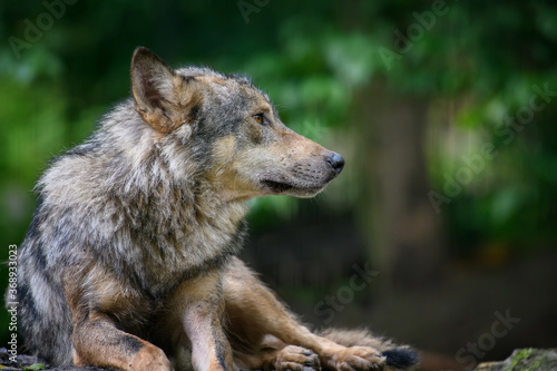 Gray wolf  Canis lupus  in the summer light  in the forest