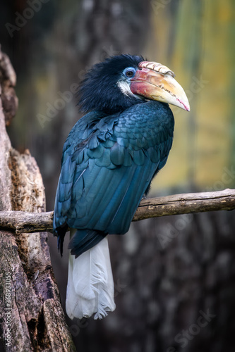 Papuan Hornbill, Blyth's hornbill (Rhyticeros plicatus). Beautiful jungle hornbill