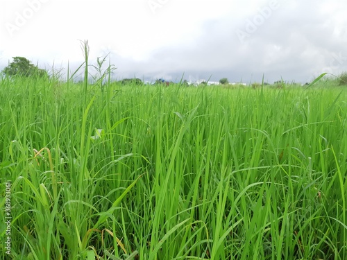 Rice green leaf natural background.