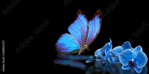 Wallpaper Mural blue butterfly and blue orchid Torontodigital.ca