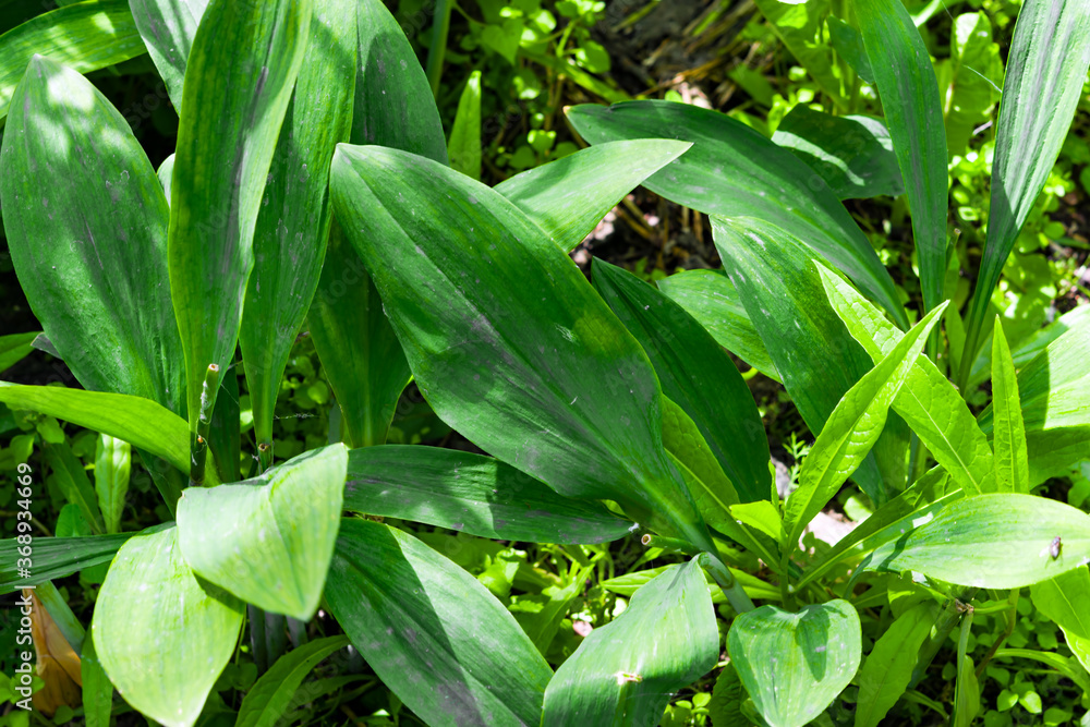 Obraz premium Green leaves of the edible wild plant wild garlic.Ramsons, wild garlic, Siberian onion