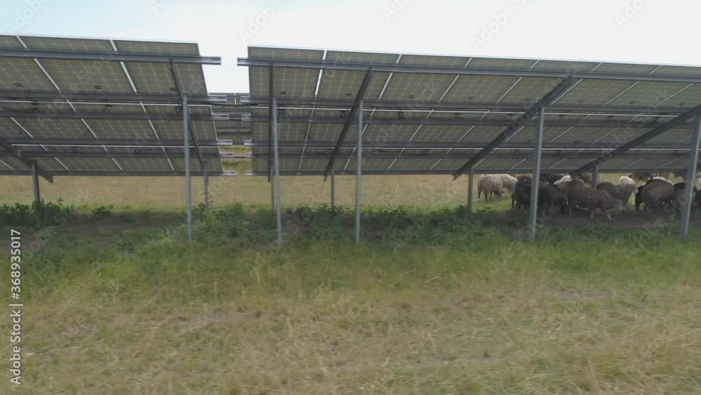 Aerial. Herd of sheep grazing at the territory of solar power panels plant. Aerial. Herd of sheep grazing at the territory of solar power panels plant.
