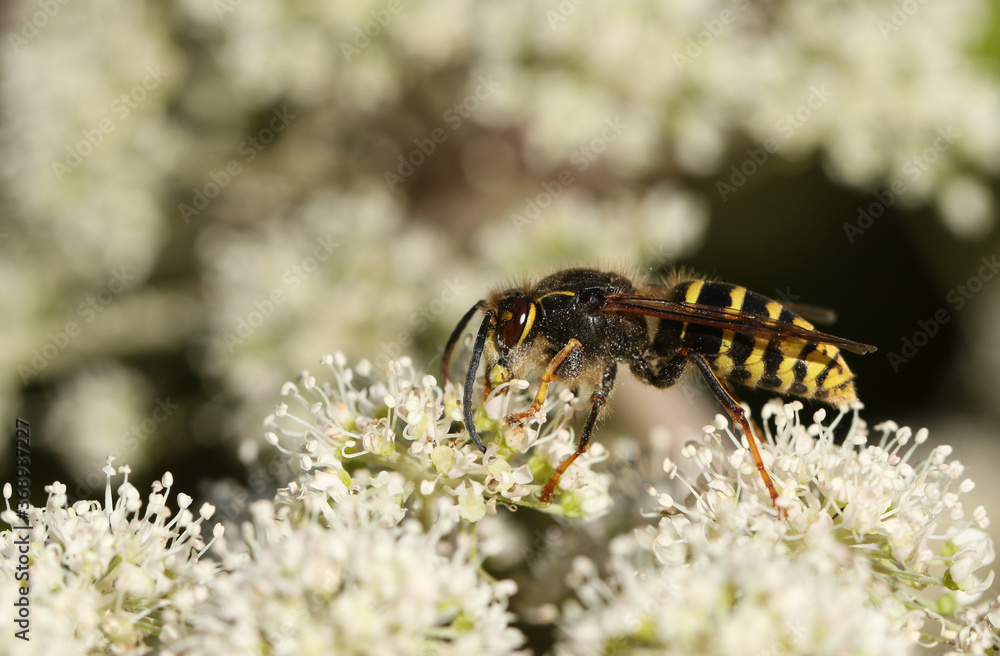 A Common Wasp, Vespula vulgaris, feeding on the pollen of a flower. A Common Wasp, Vespula vulgaris, feeding on the pollen of a flower.