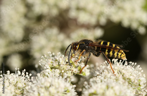 A Common Wasp, Vespula vulgaris, feeding on the pollen of a flower. © Sandra Standbridge