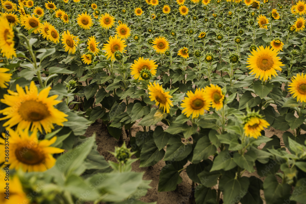 Obraz premium large field with yellow sunflowers