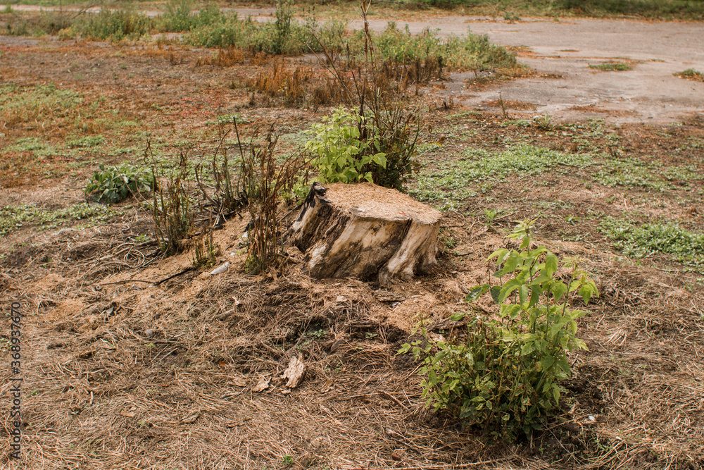 Obraz premium stump from a cut tree in the forest