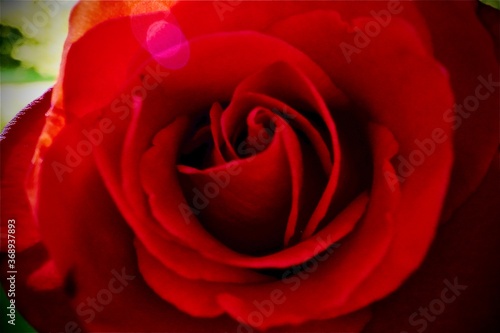 red rose with water drops  close-up