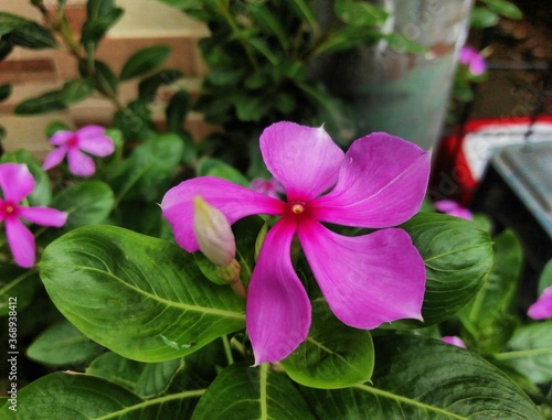 Purple Periwinkle Flower with Buds