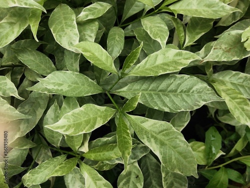 Green leaves of a plant