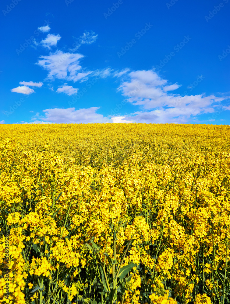 Yellow rape field with blue sky and white clouds.