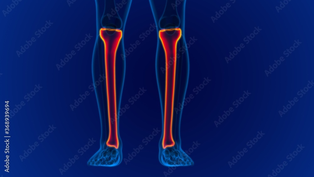Human skeleton anatomy Tibia Bone 3D Rendering Human skeleton anatomy Tibia Bone 3D Rendering