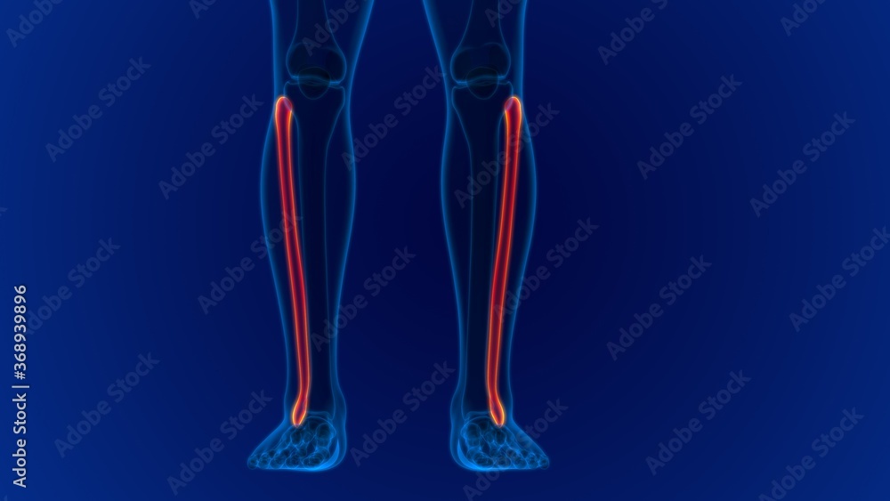 Human skeleton anatomy Fibula Bone 3D Rendering Human skeleton anatomy Fibula Bone 3D Rendering