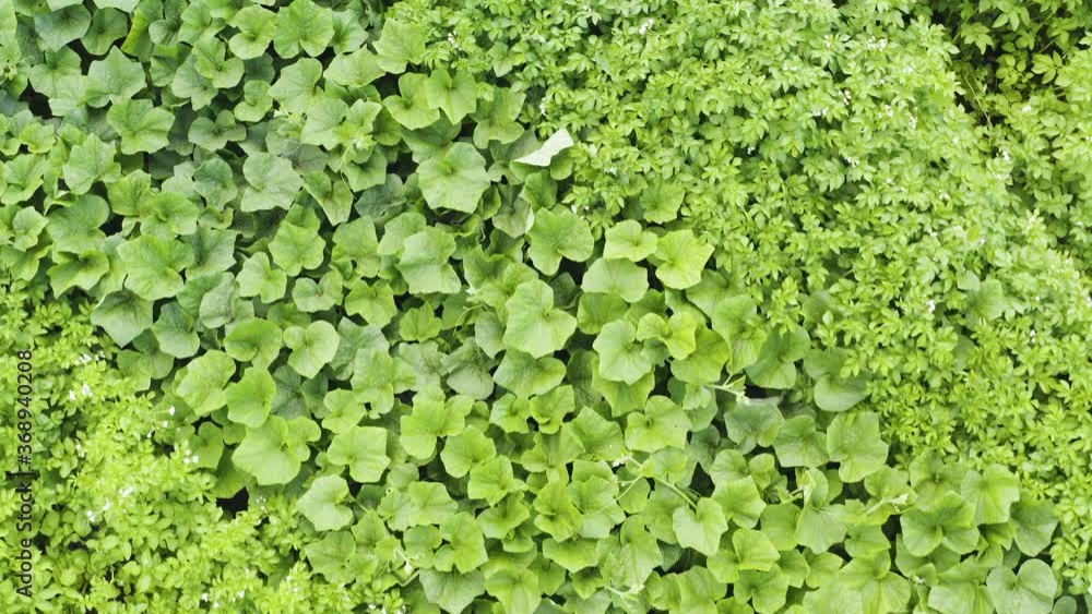 Flight directly above green lush and dense vegetable food garden with potato and cucumber plants on sunny day, overhead aerial approach Flight directly above green lush and dense vegetable food garden with potato and cucumber plants on sunny day, overhead aerial approach