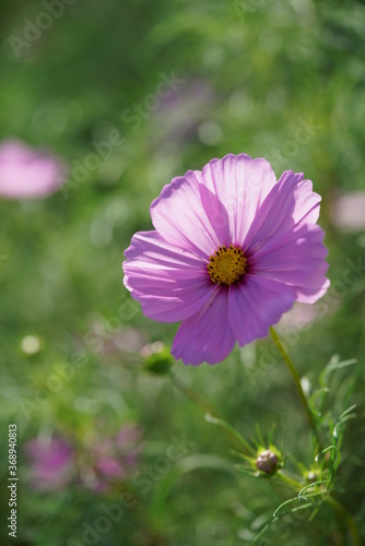 Light Pink Flower of Cosmos in Full Bloom 