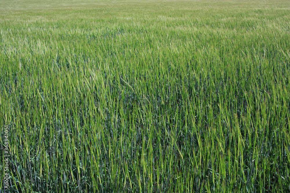Green ears of wheat ripen in the field Green ears of wheat ripen in the field