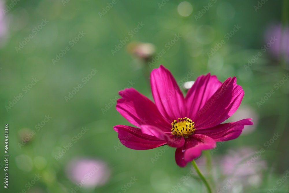 Light Purple Flower of Cosmos in Full Bloom
Light Purple Flower of Cosmos in Full Bloom