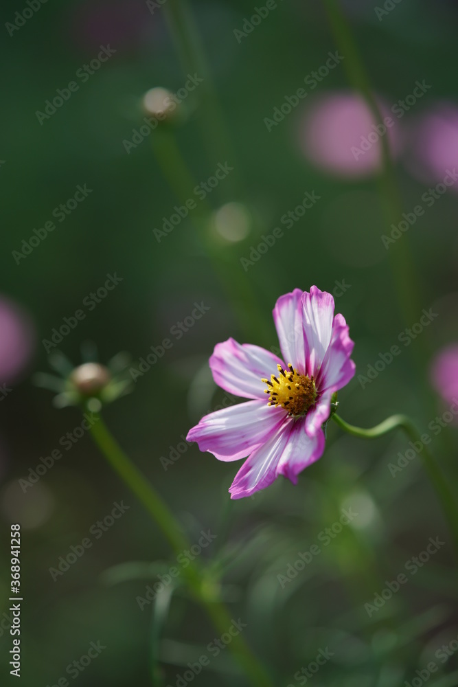 Pink and White Flower of Cosmos in Full Bloom
Pink and White Flower of Cosmos in Full Bloom