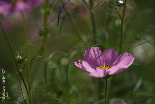 Light Pink Flower of Cosmos in Full Bloom 