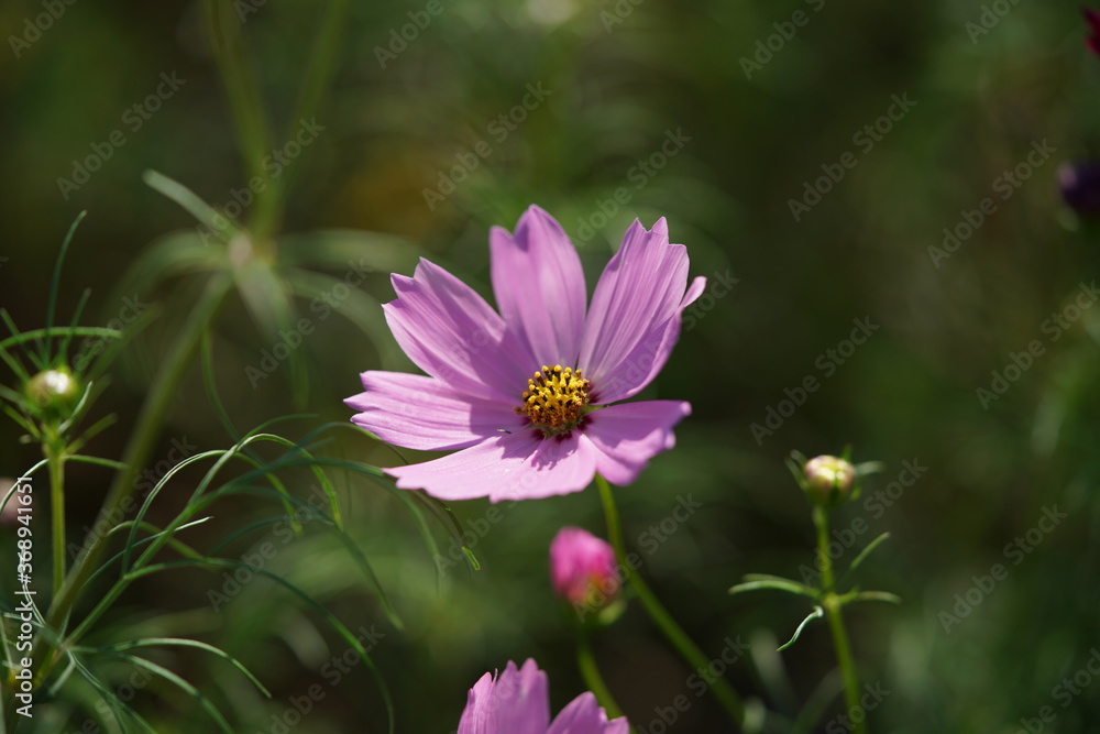 Light Pink Flower of Cosmos in Full Bloom
Light Pink Flower of Cosmos in Full Bloom