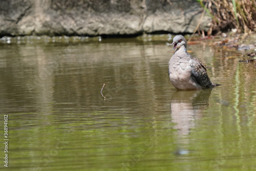 turtle dove in water