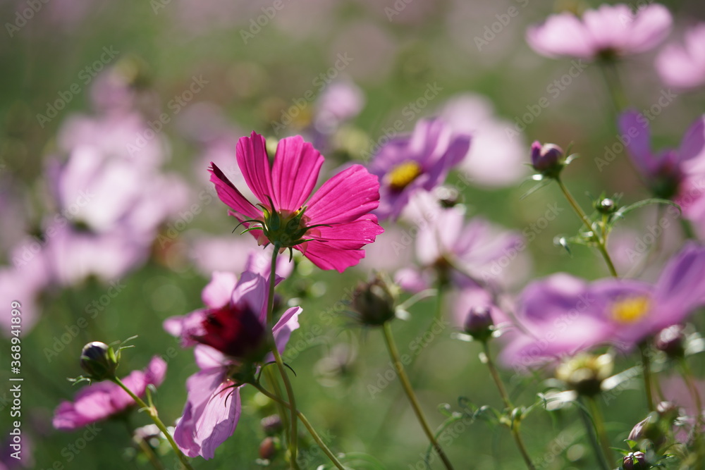 Light Purple Flower of Cosmos in Full Bloom
Light Purple Flower of Cosmos in Full Bloom