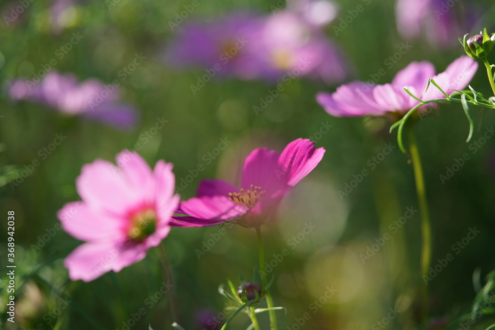Light Pink Flower of Cosmos in Full Bloom
Light Pink Flower of Cosmos in Full Bloom