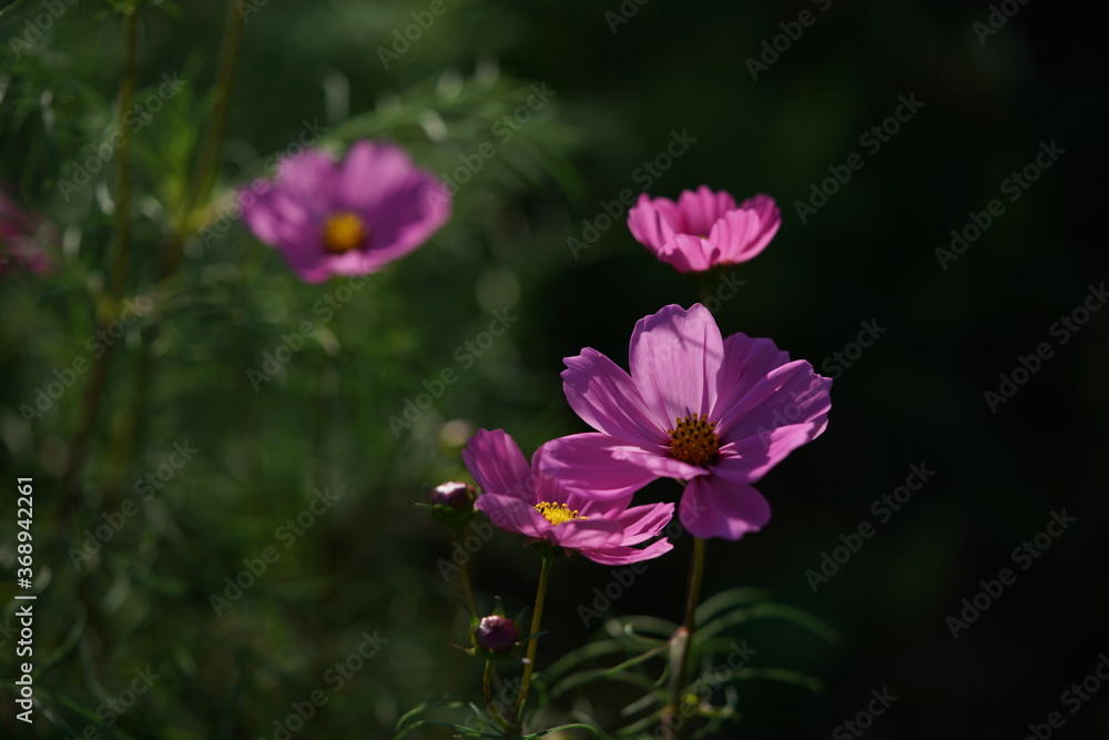 Light Pink Flower of Cosmos in Full Bloom
