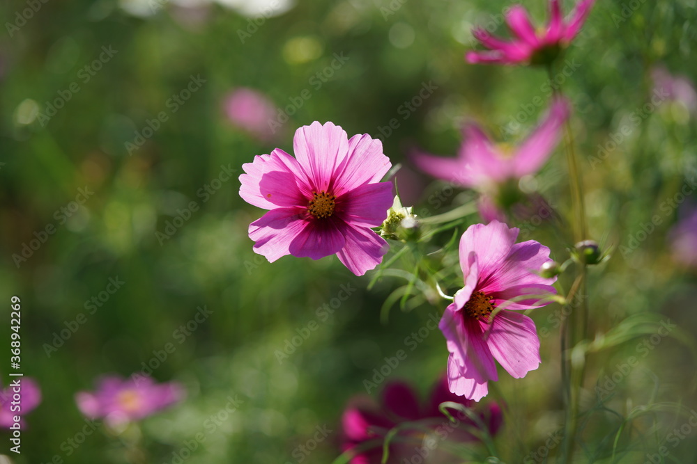 Light Pink Flower of Cosmos in Full Bloom
Light Pink Flower of Cosmos in Full Bloom
