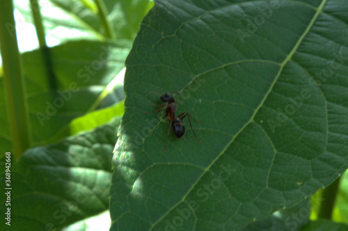 Red hibiscus leaf and ant with green nature. Organic landscape outdoor in summer and blur background.