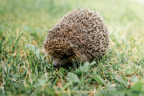 Young hedgehog in natural habitatю
