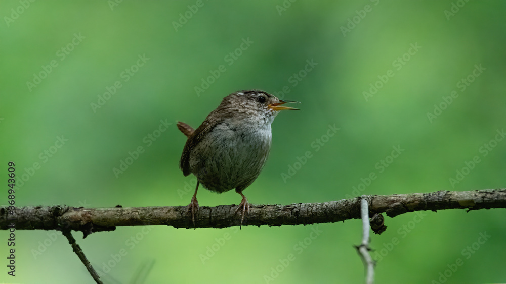 Zaunkönig, bird, natur, wild lebende tiere, tier, ast, schnabel, baum, green, wild, gering, braun Zaunkönig, bird, natur, wild lebende tiere, tier, ast, schnabel, baum, green, wild, gering, braun